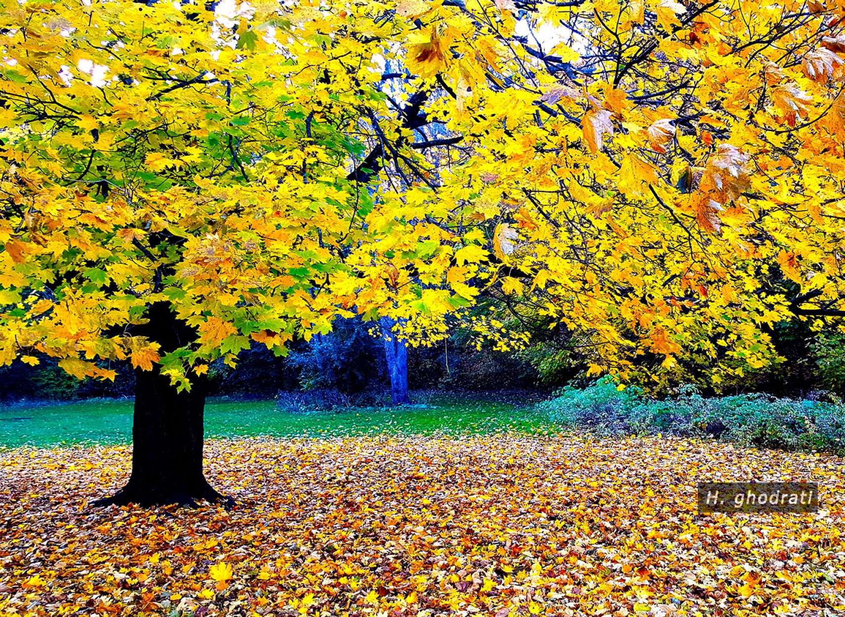 بسیار برگ ریزان