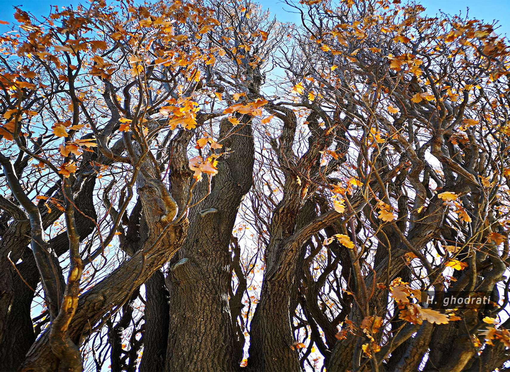 کم برگ زرد رو به آسمان آبی