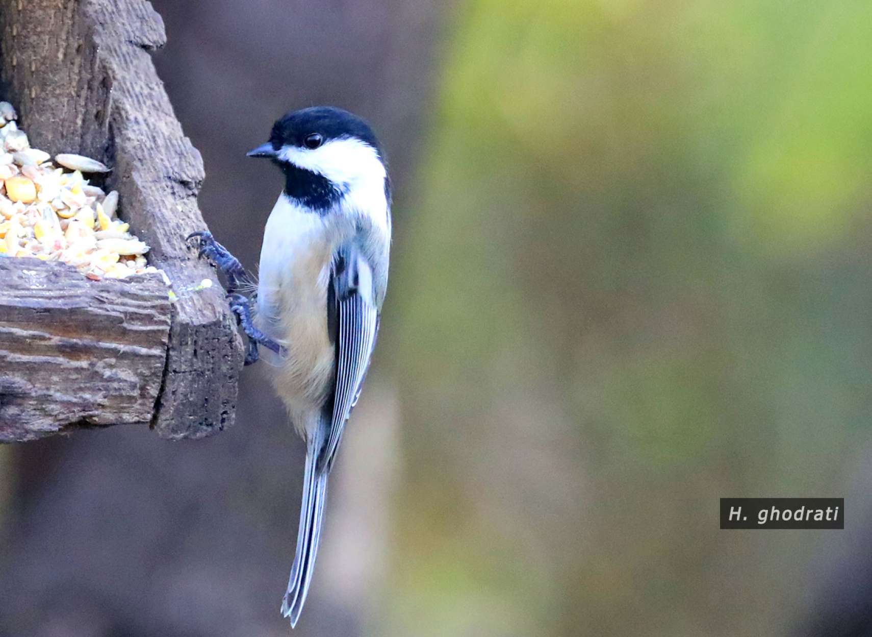 نشسته بر لبه