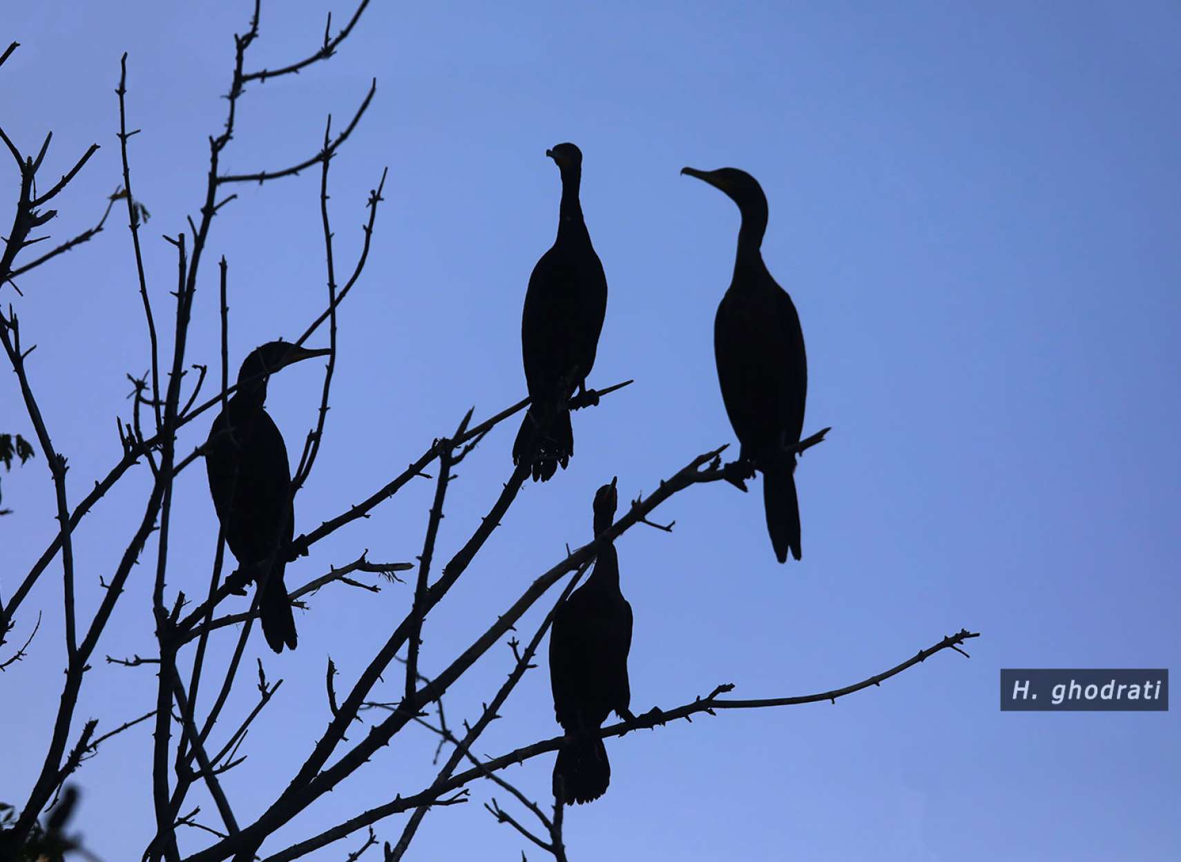 درخت نشینان