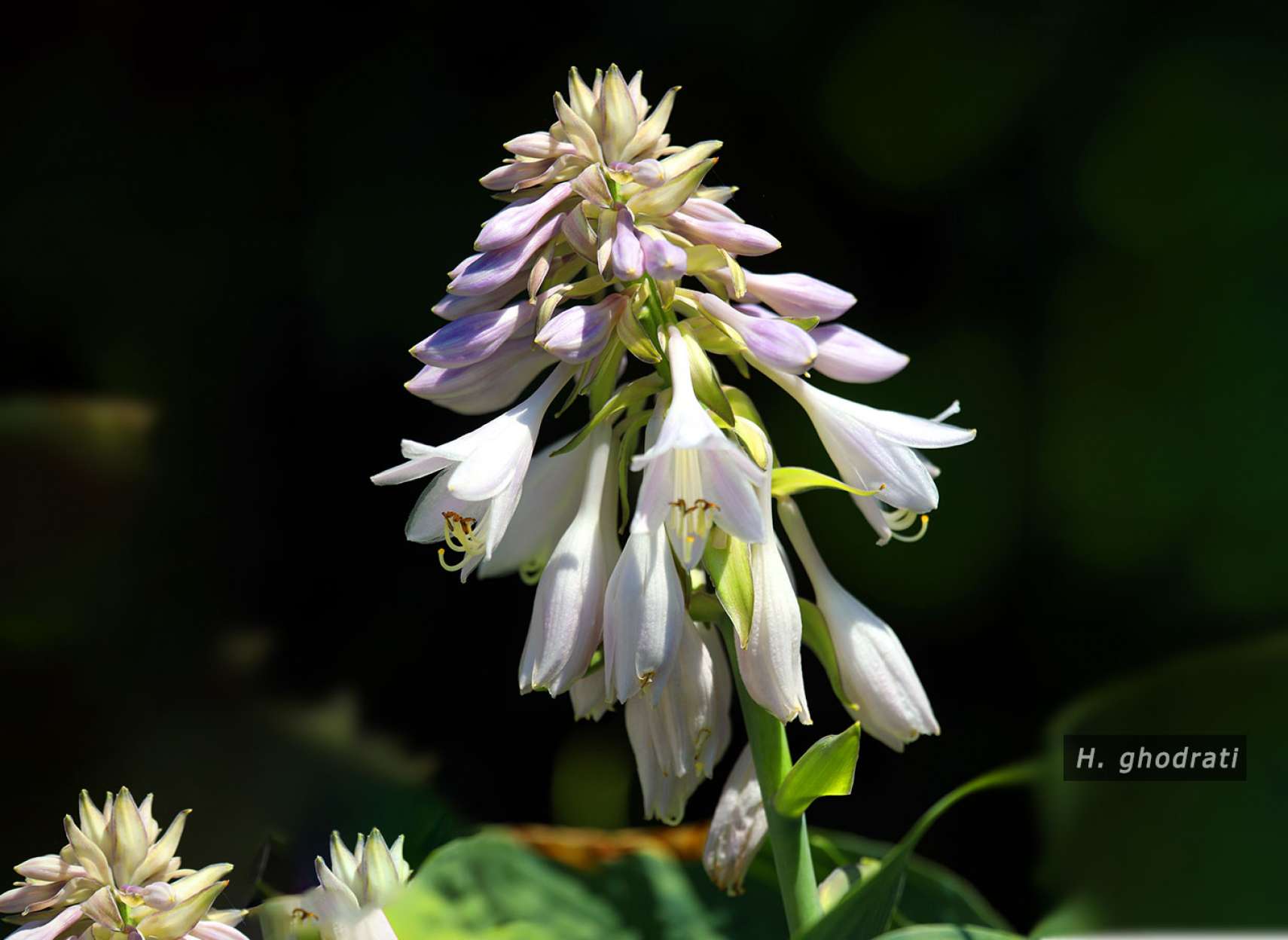 گل پایین و شکوفه بالا