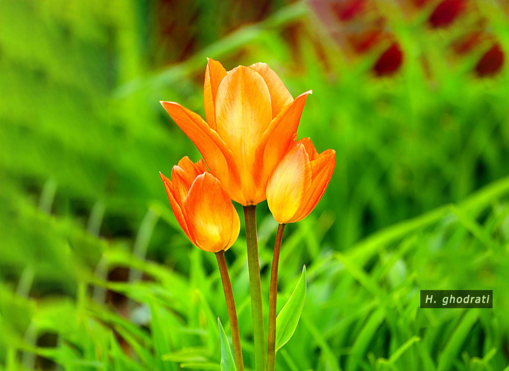 لاله‌های نارنجی