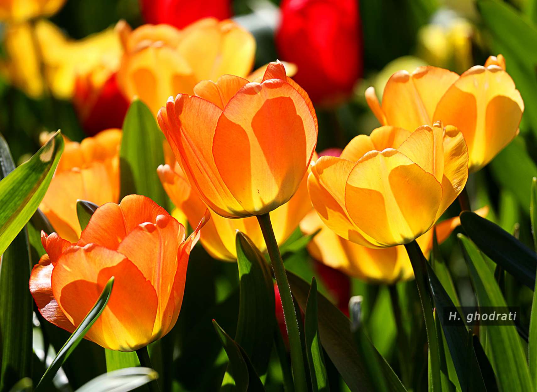 لاله‌های زرد و نارنجی