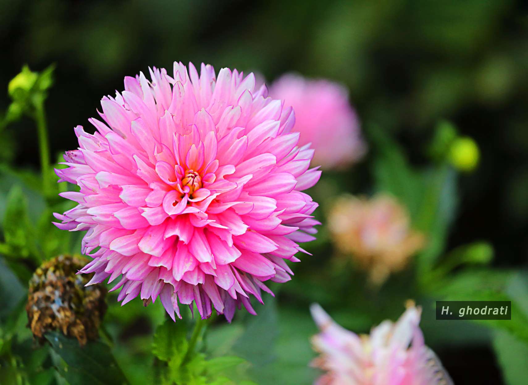 گل صورتی پفکی