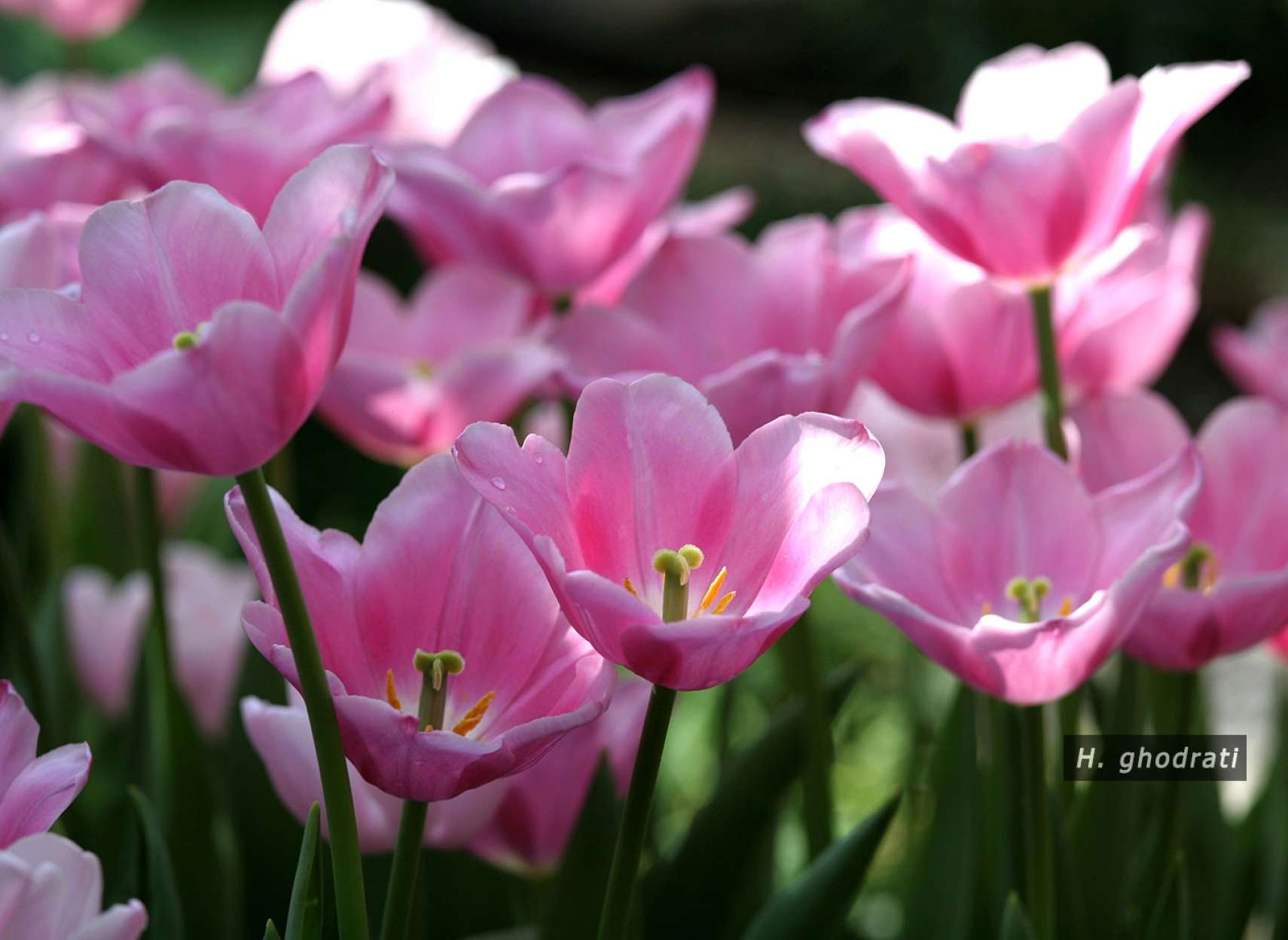 جام‌های صورتی