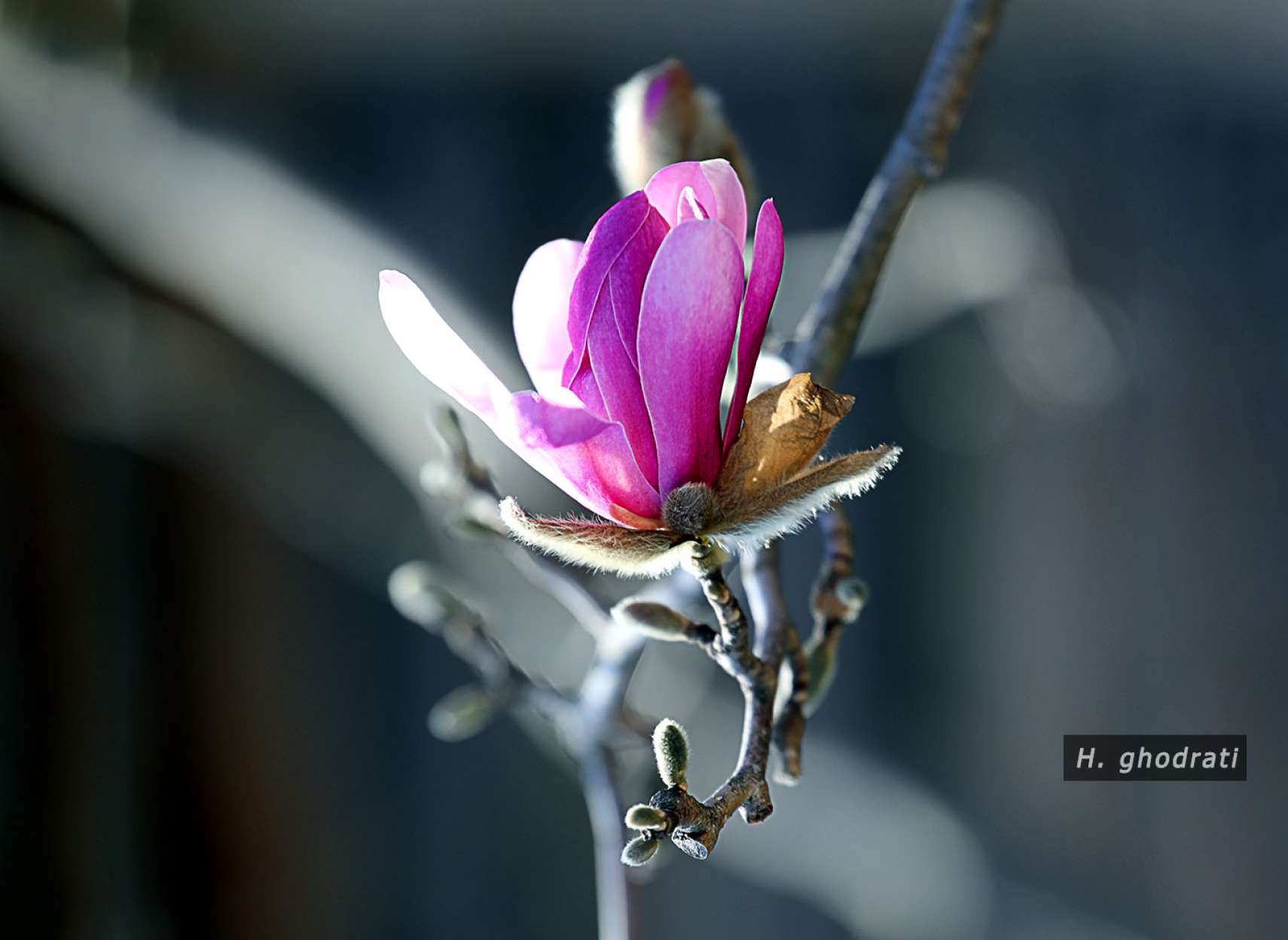 جام گل صورتی در خاکستری