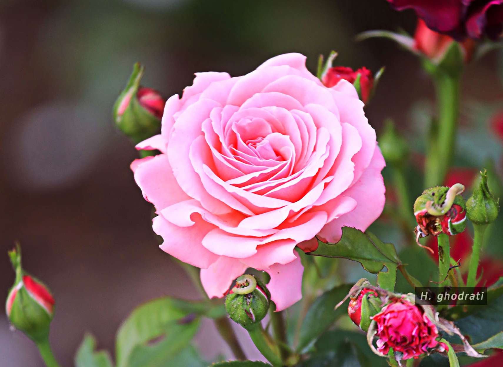 گل سرخ صورتی