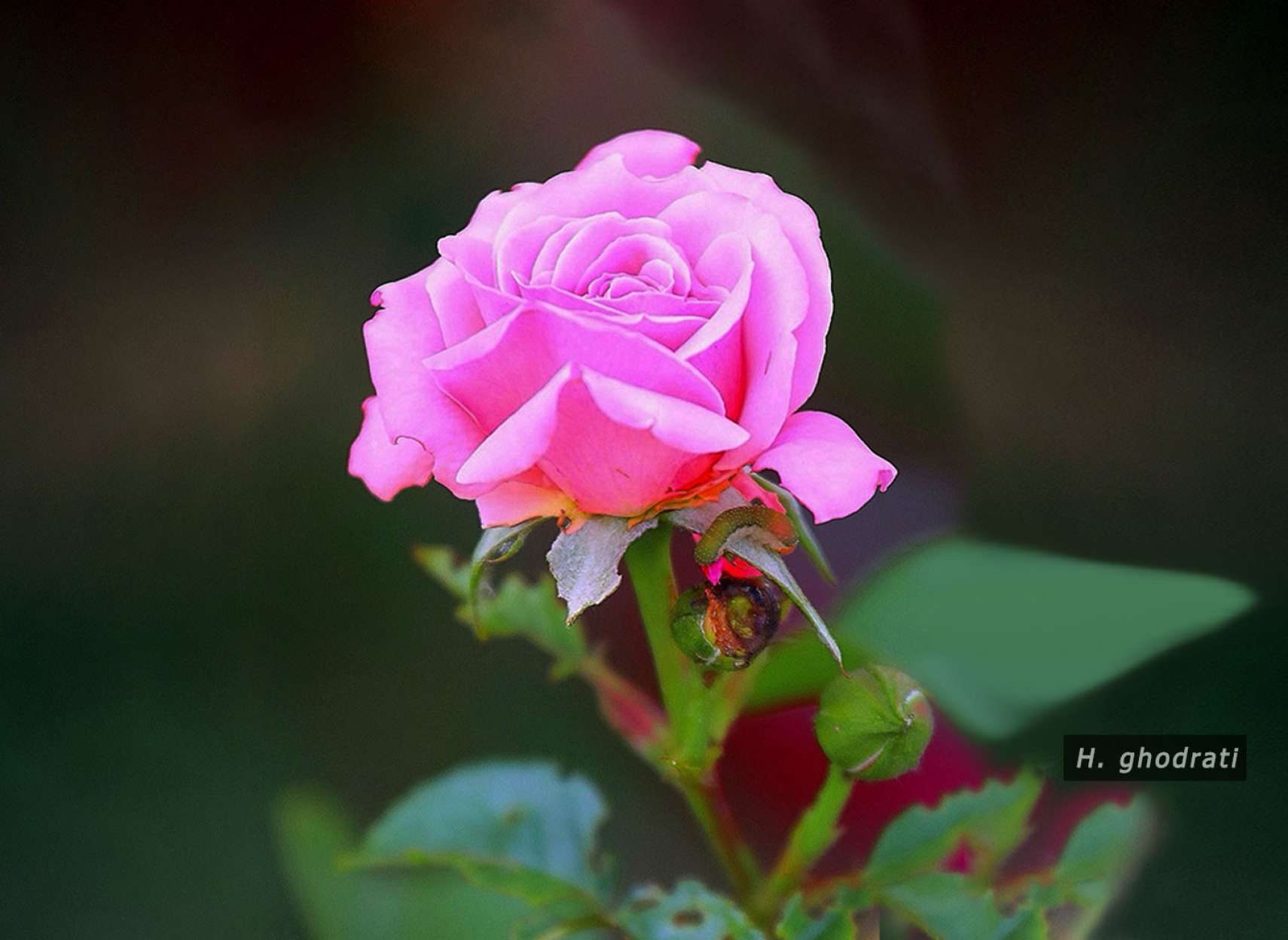 گل داوودی صورتی