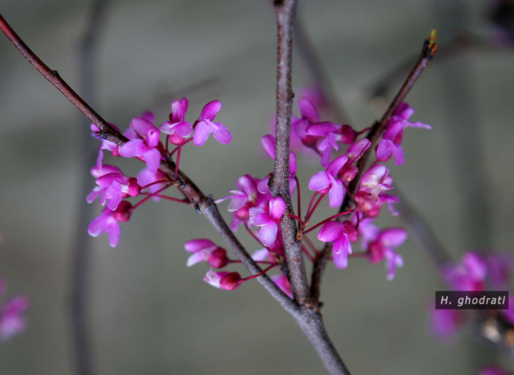 بنفشی صورتی