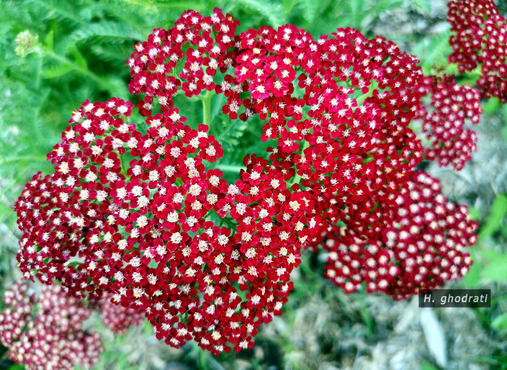 دسته قرمزها