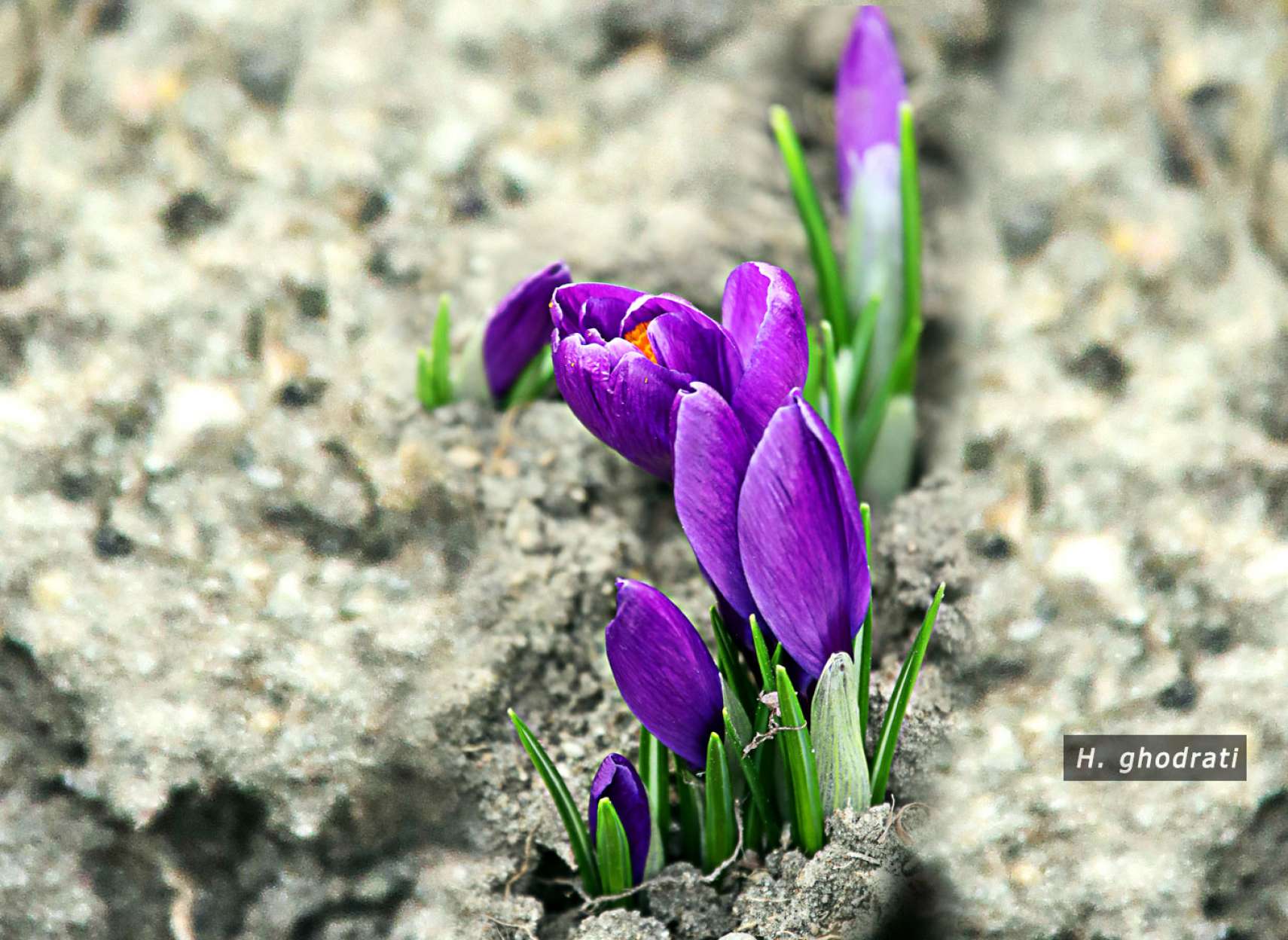 رستن بنفش گلی از دل خاک