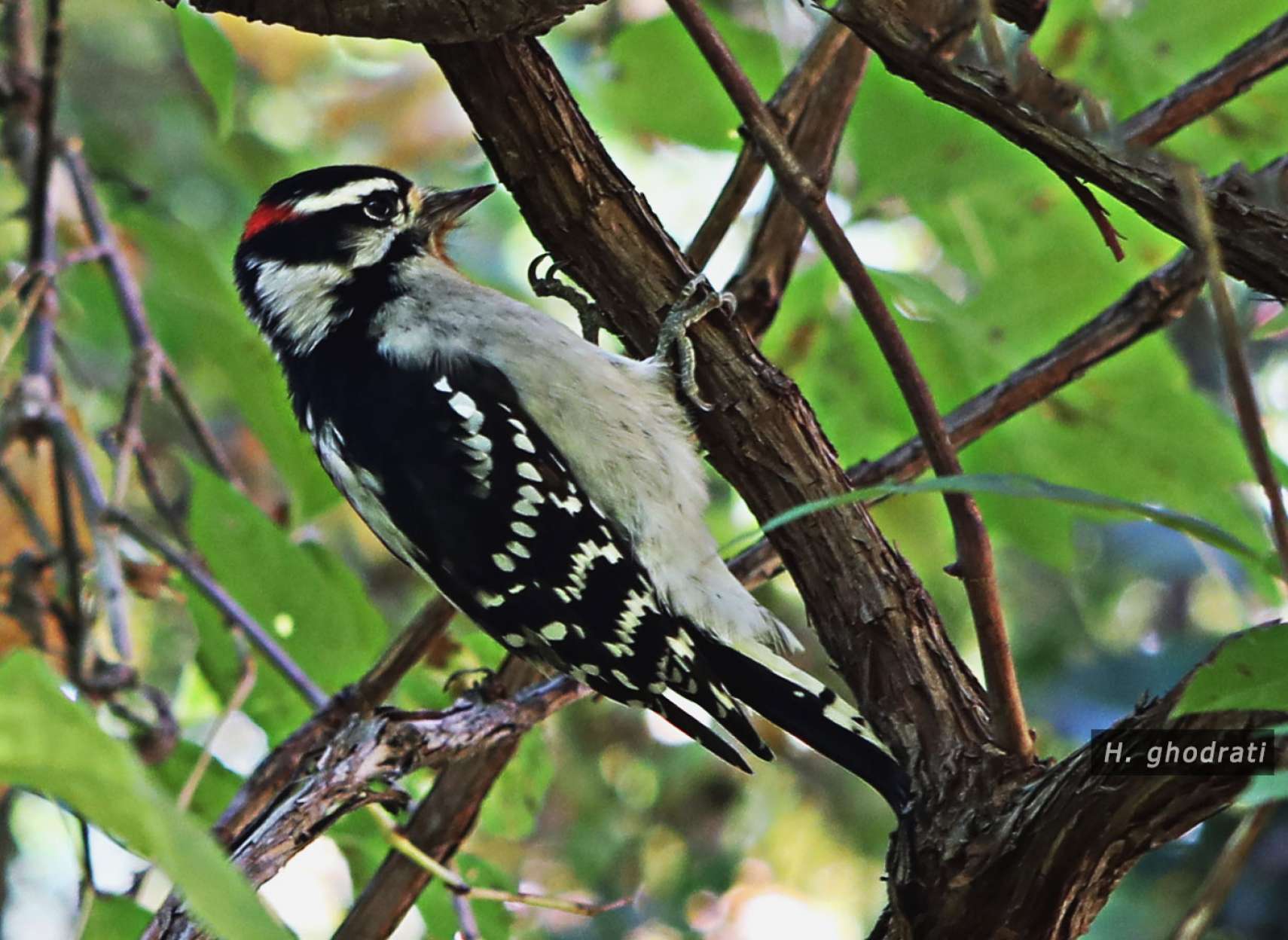 دارکوب سرخ گوش