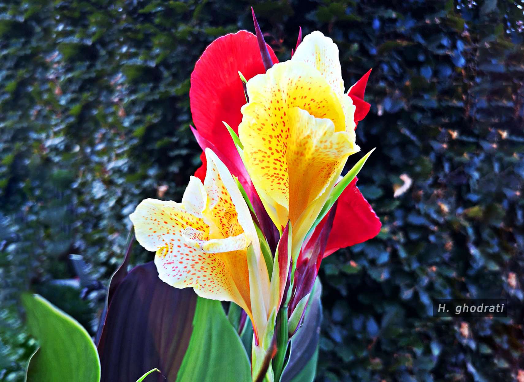 خال خال قرمزی