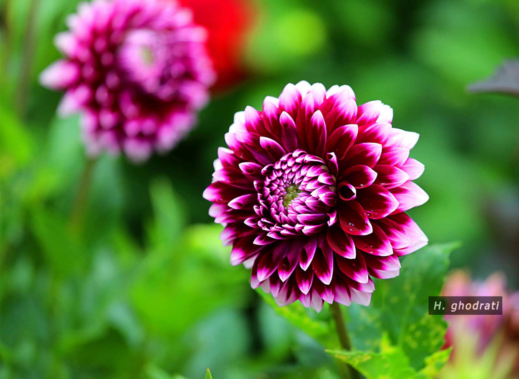 از زرشکی تا سفید