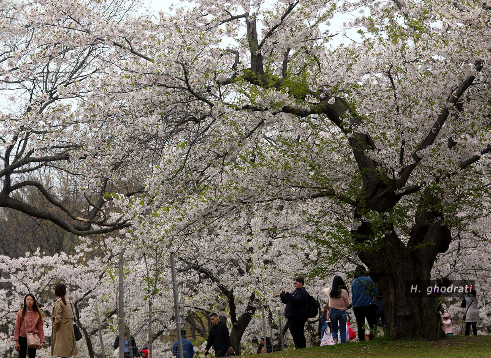 با یاد بهار و شکوفه‌هایش