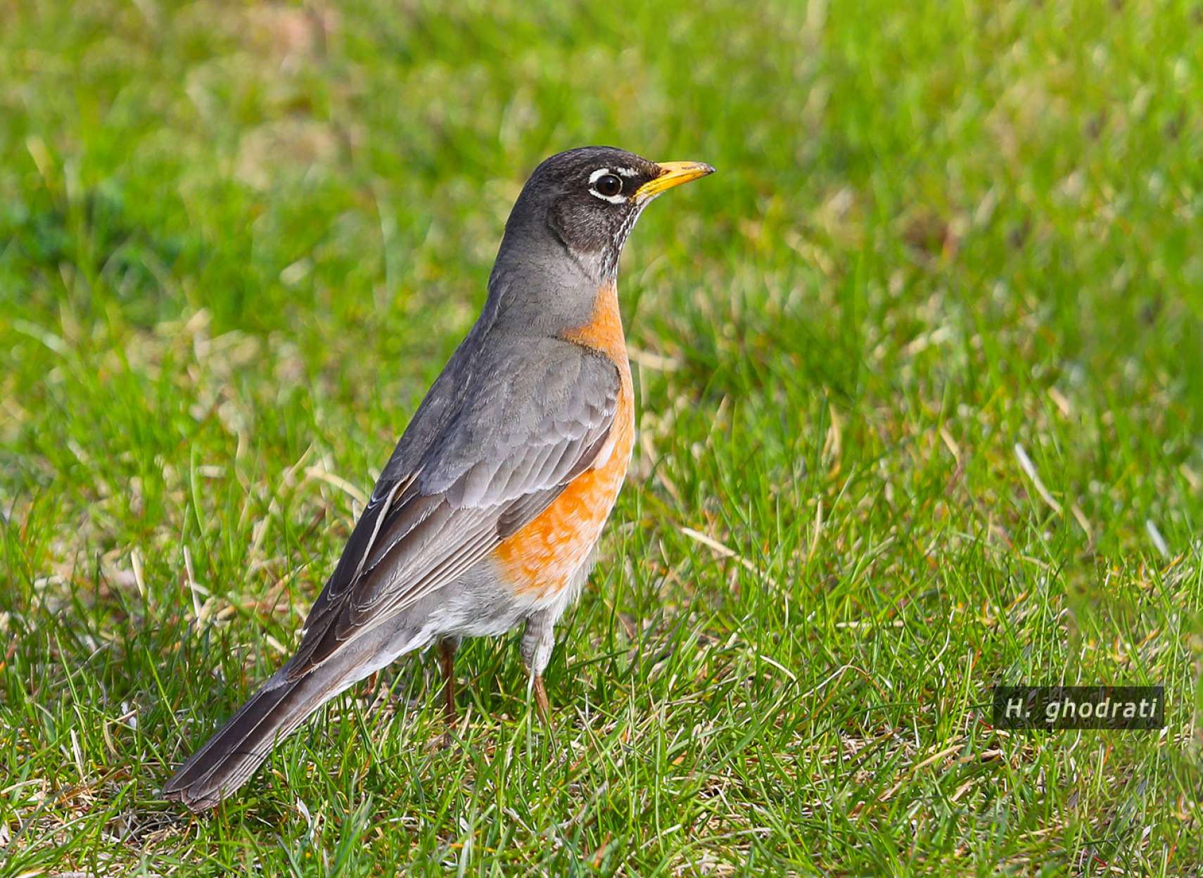 پرنده دونده سینه‌سرخ