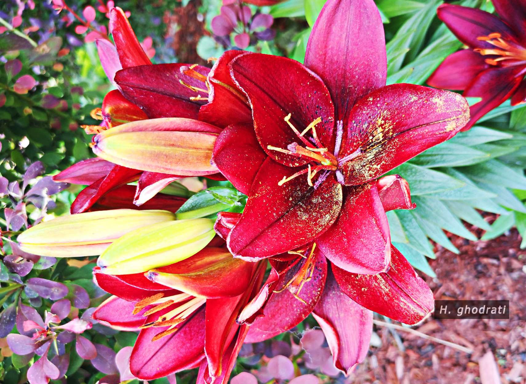 گرده افشانی