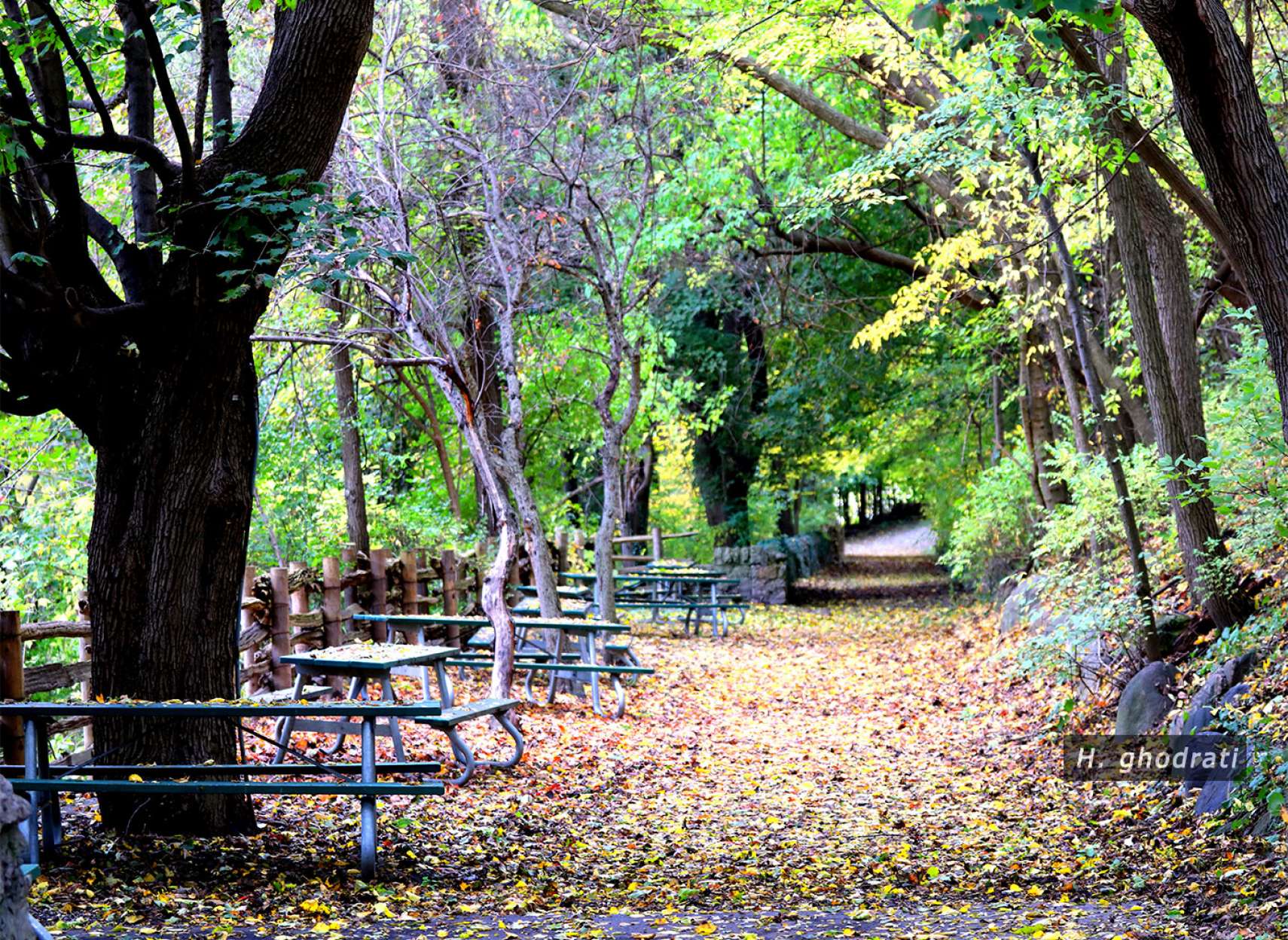 راه و نیمکت میان برگ‌ها