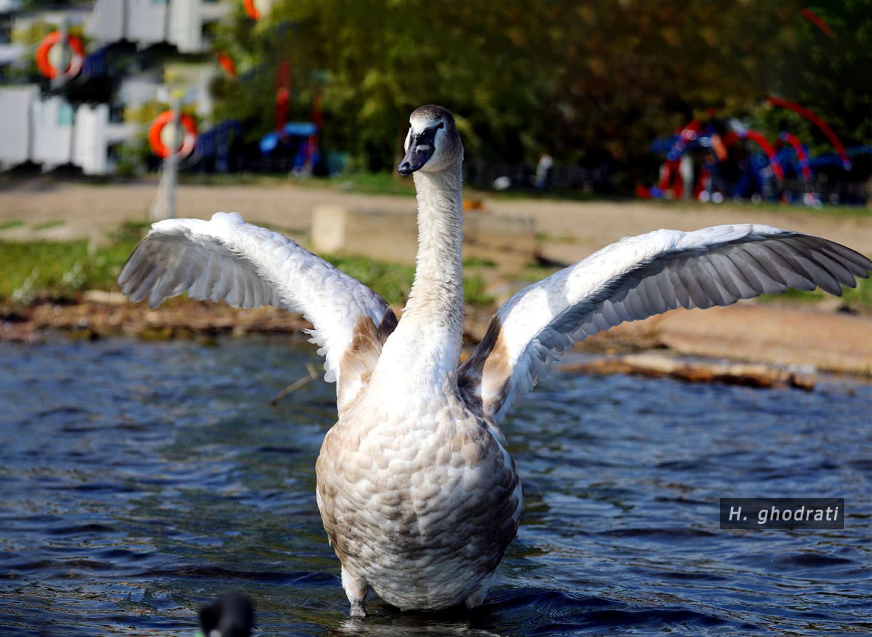 بال گشوده، پا در آب