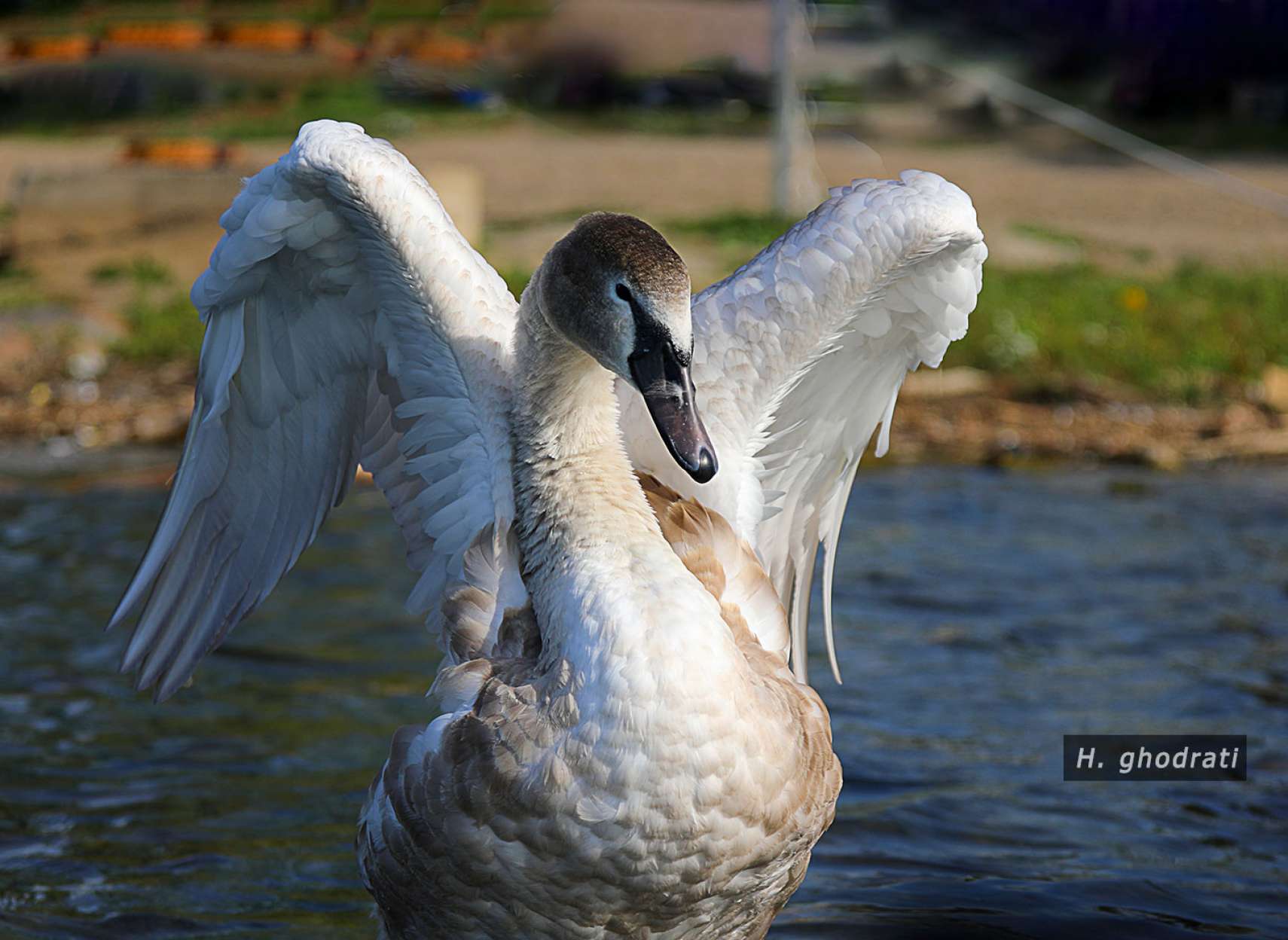 می‌گشاید بال