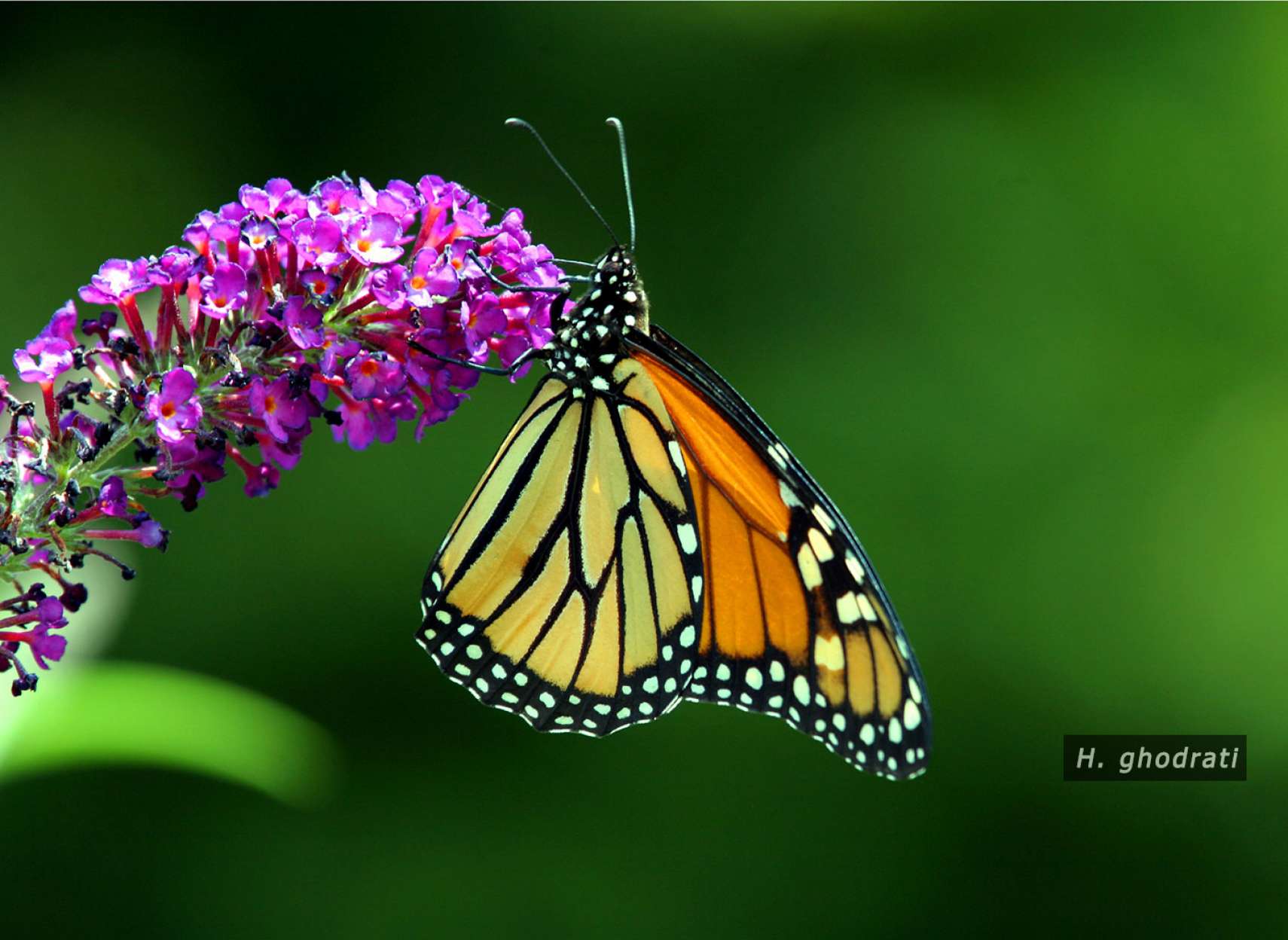 بهار، گل، پروانه