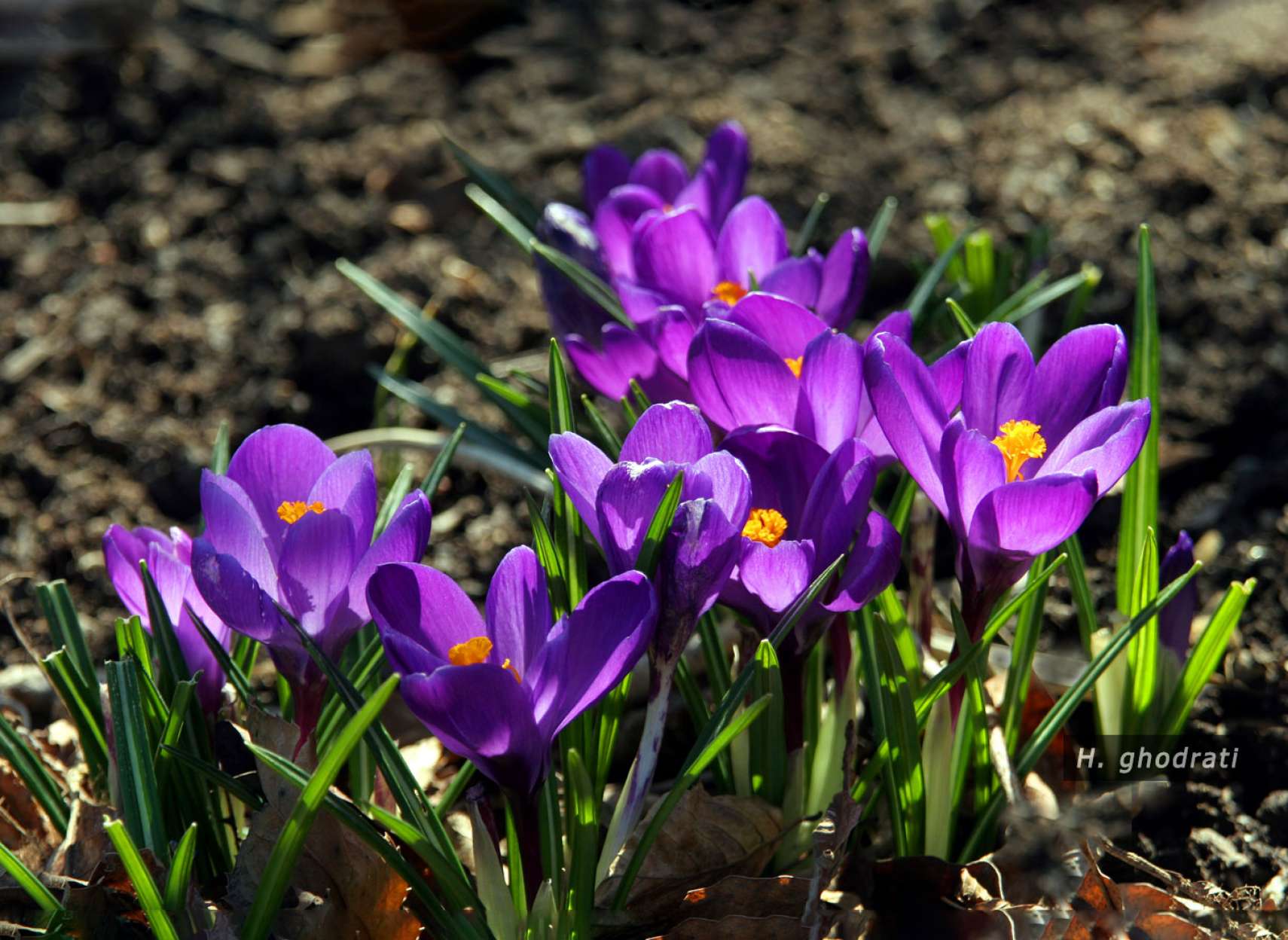 بنفش‌های بهاری