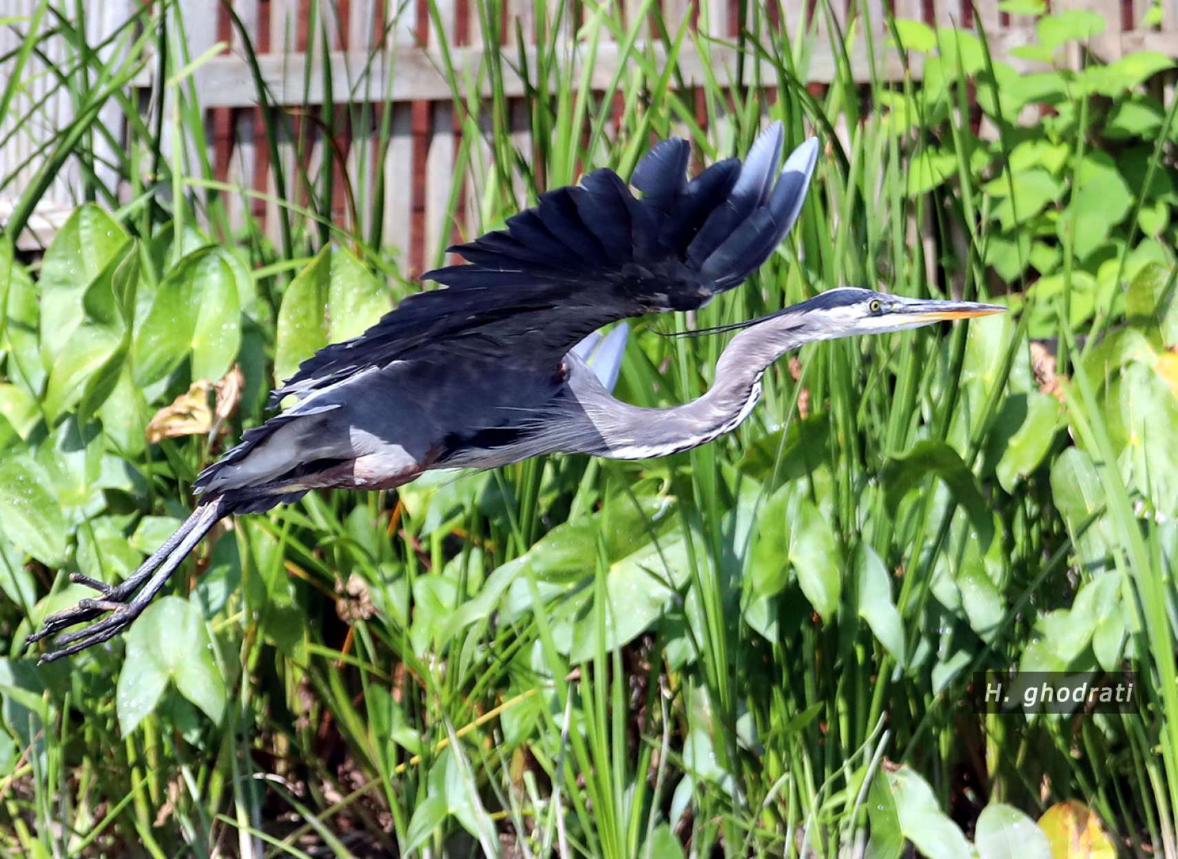 پرنده استارترک