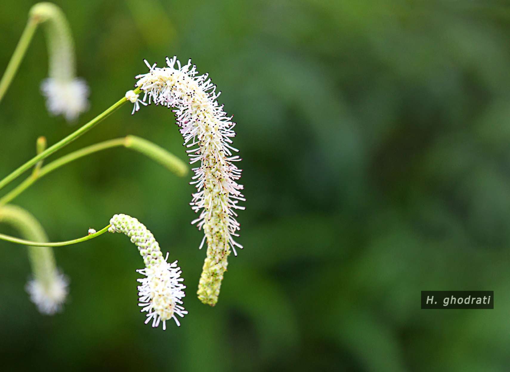 عجیب گلی‌ست