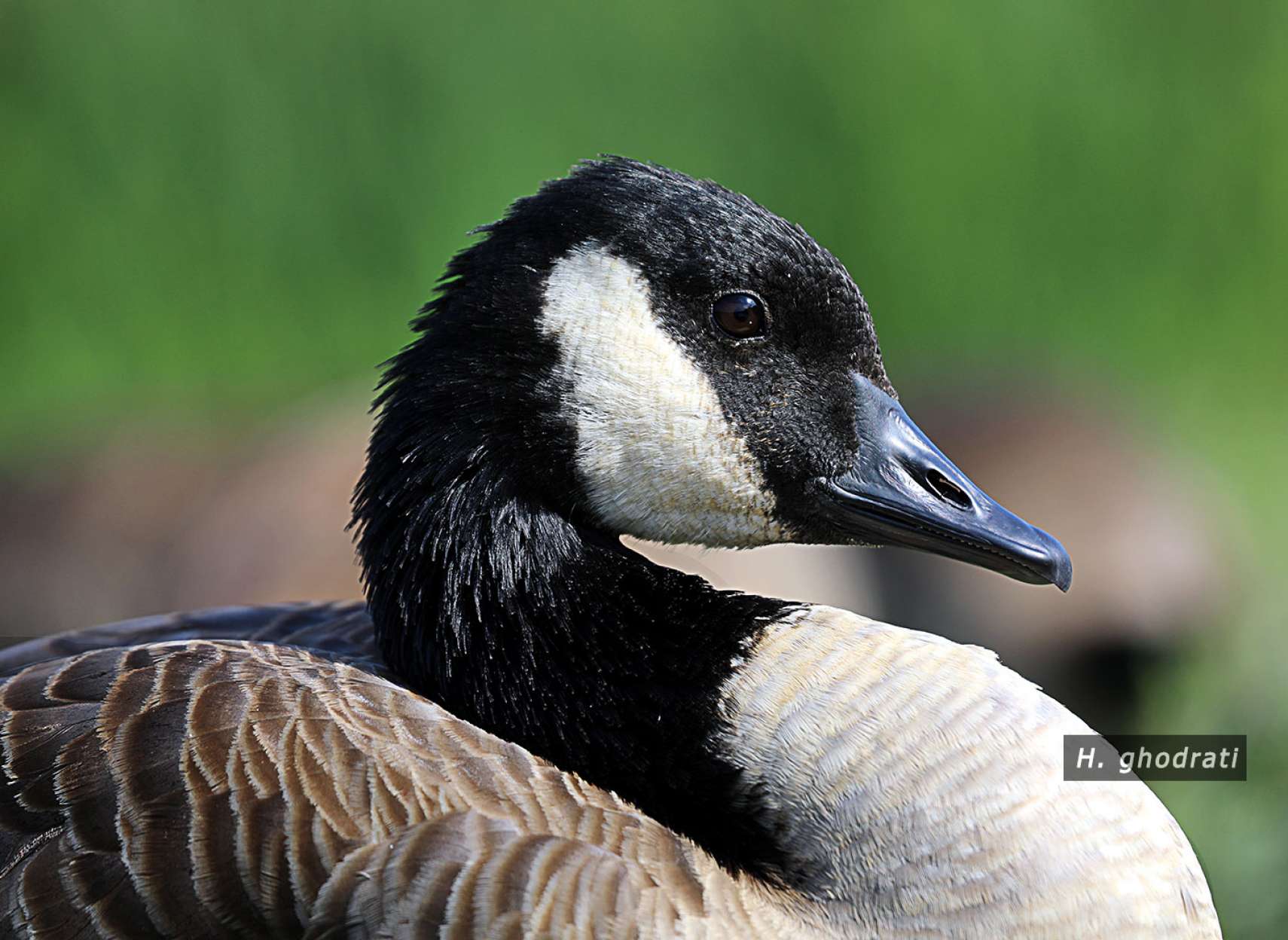 سر سپید و سیاه