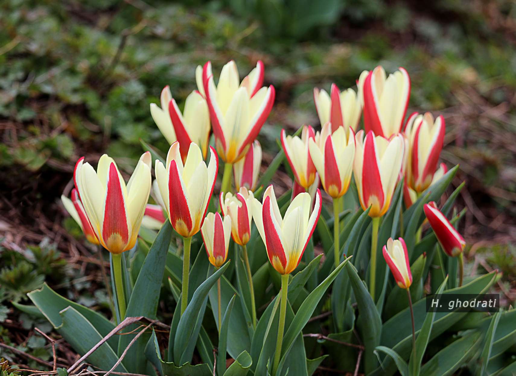 لاله‌های راه‌راه