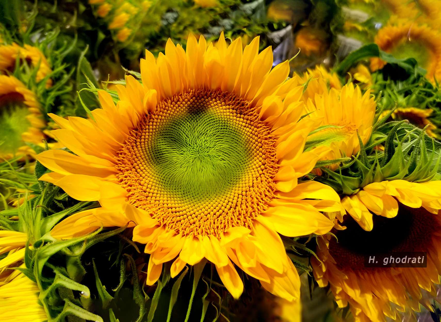 بگرد گل آفتابگردان