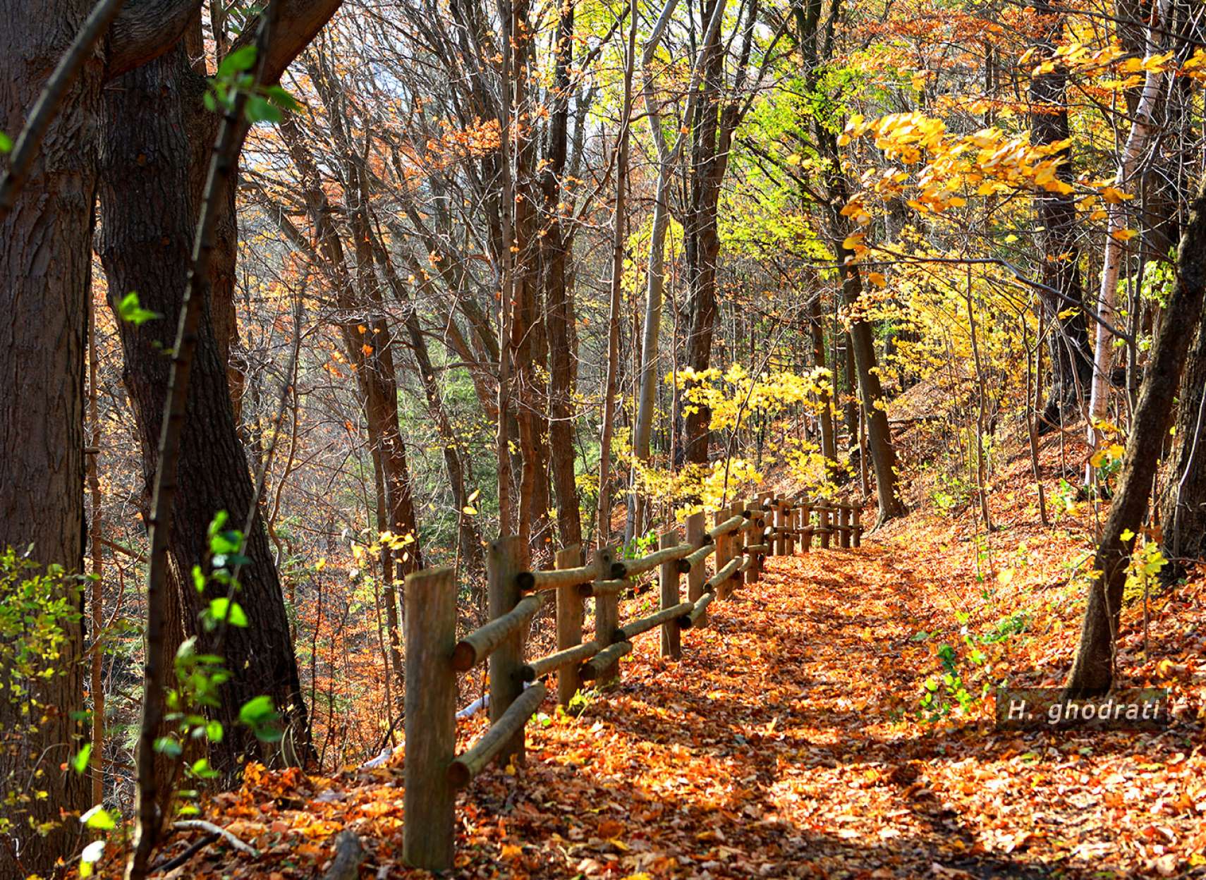 آفتاب راه جنگلی