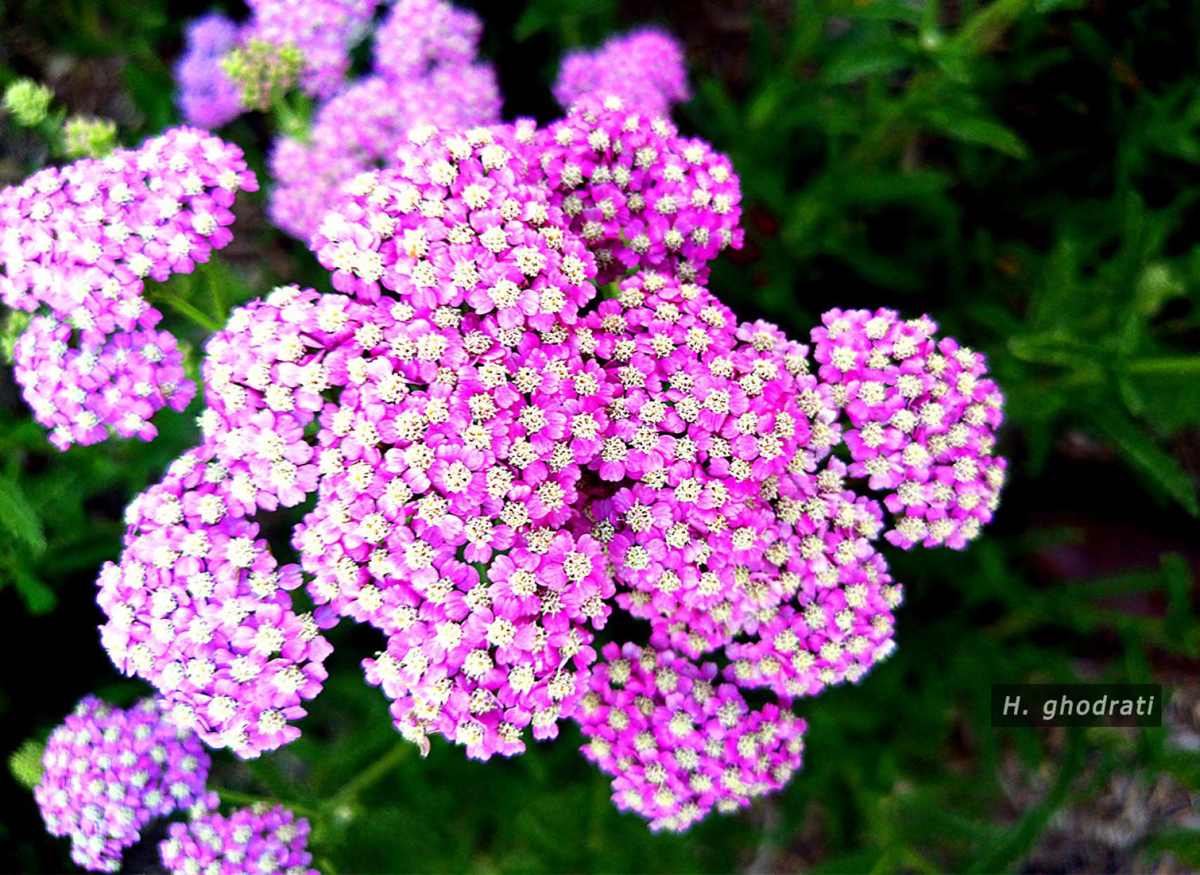 ریز گل‌های سفید و بنفش