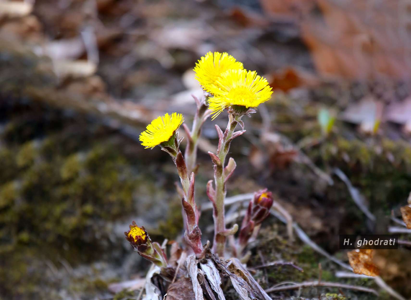 گل زرد ریزه میزه