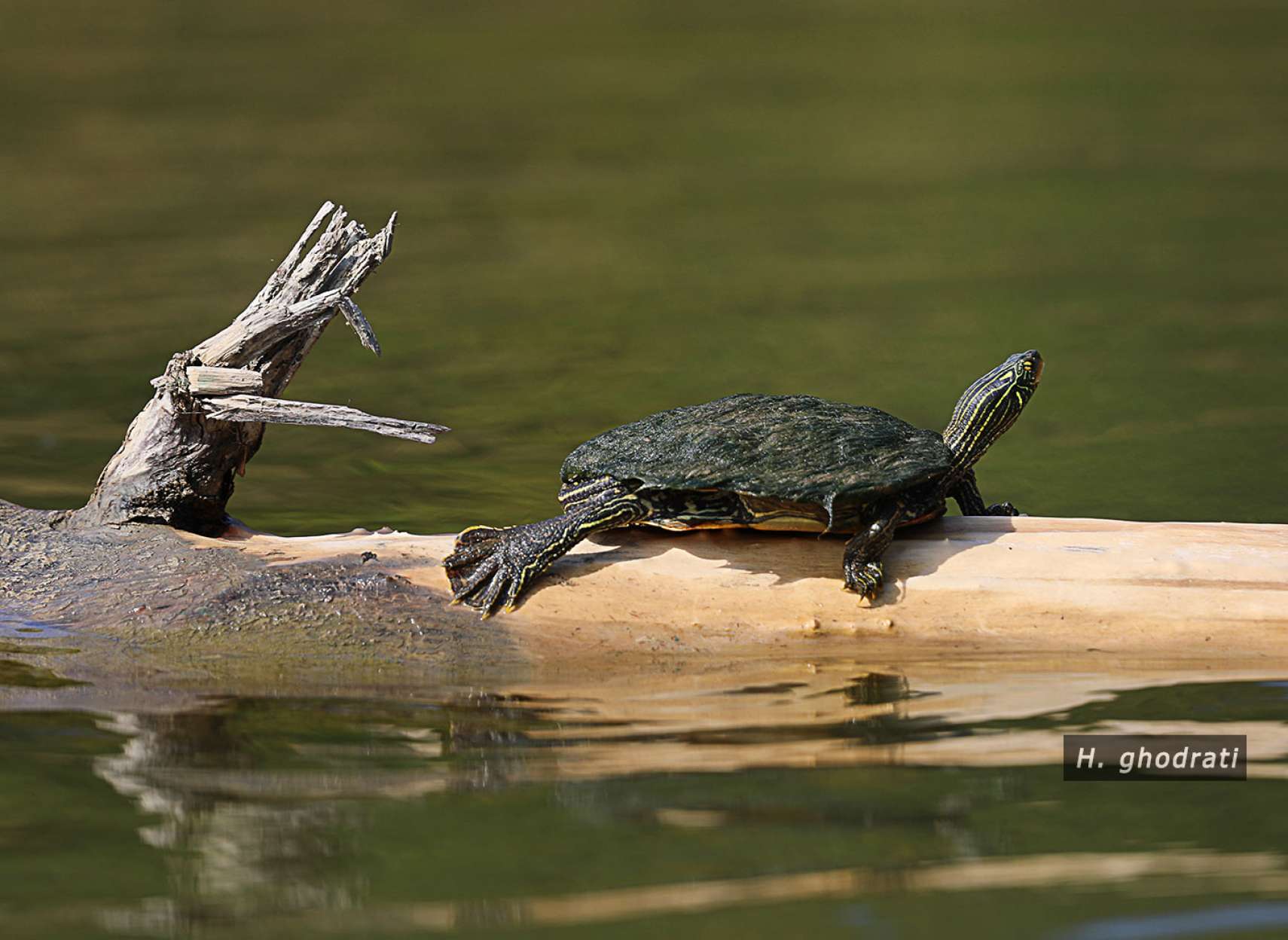 لاک‌پشت سر به هوا همچون شاخه