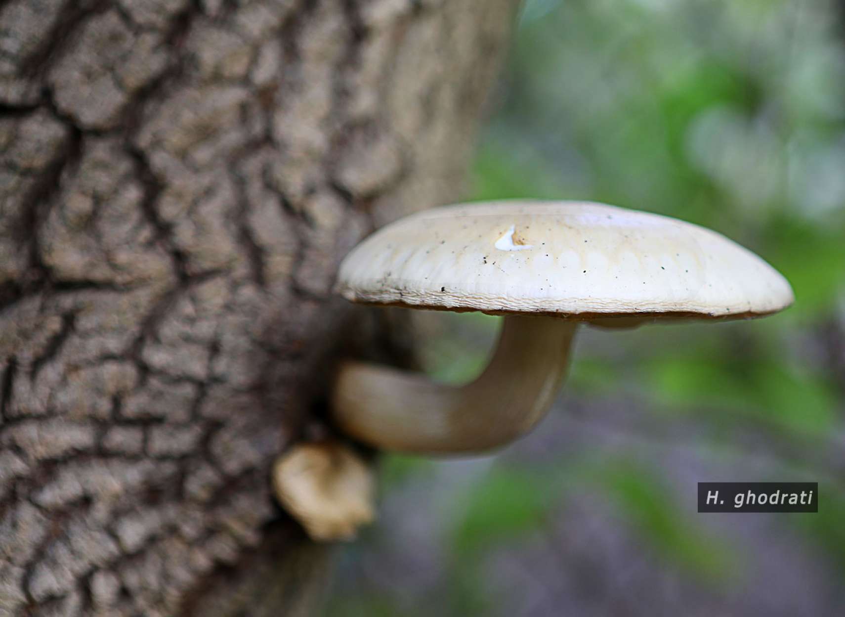 تک قارچ درختی