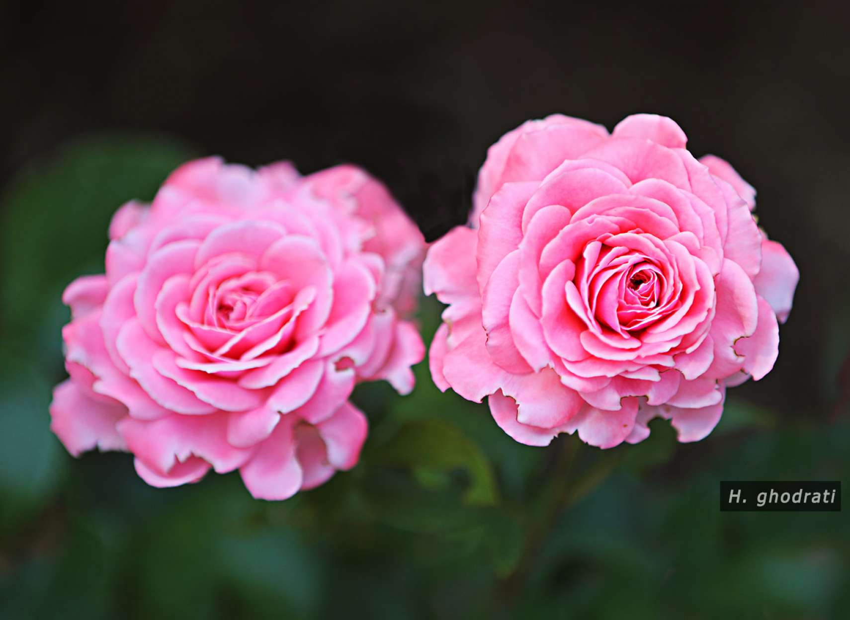 داودی دوقلو