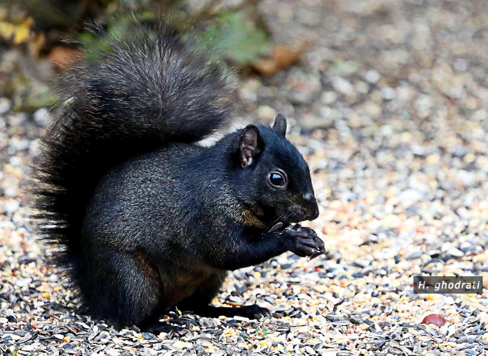 دو لپی و دو دستی