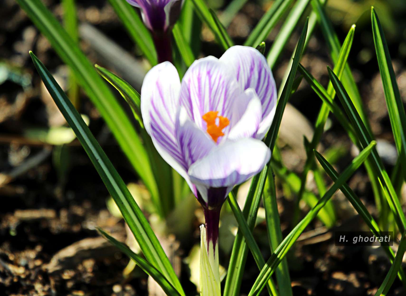 برآمد ز خاک