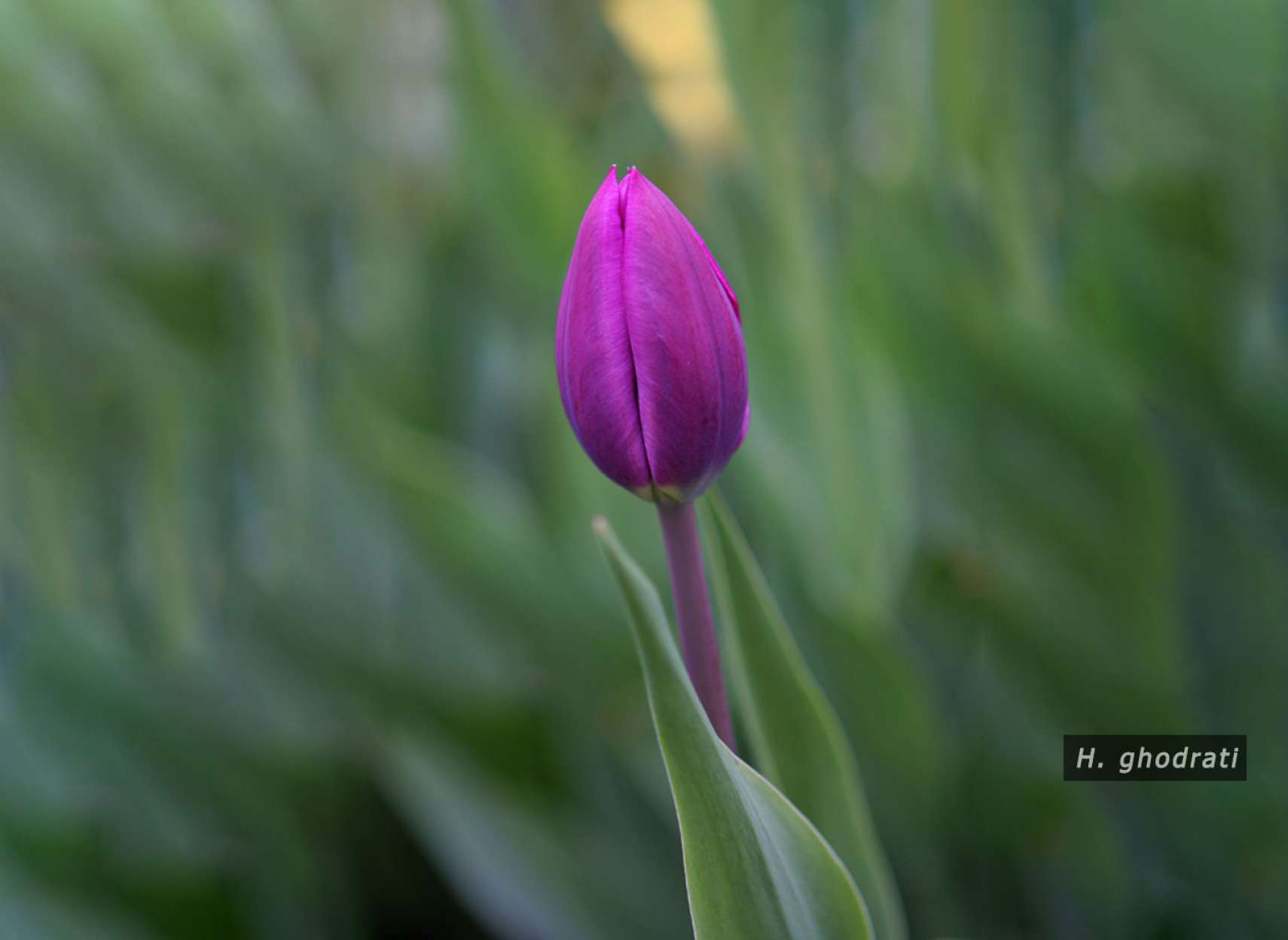 لاله ارغوانی