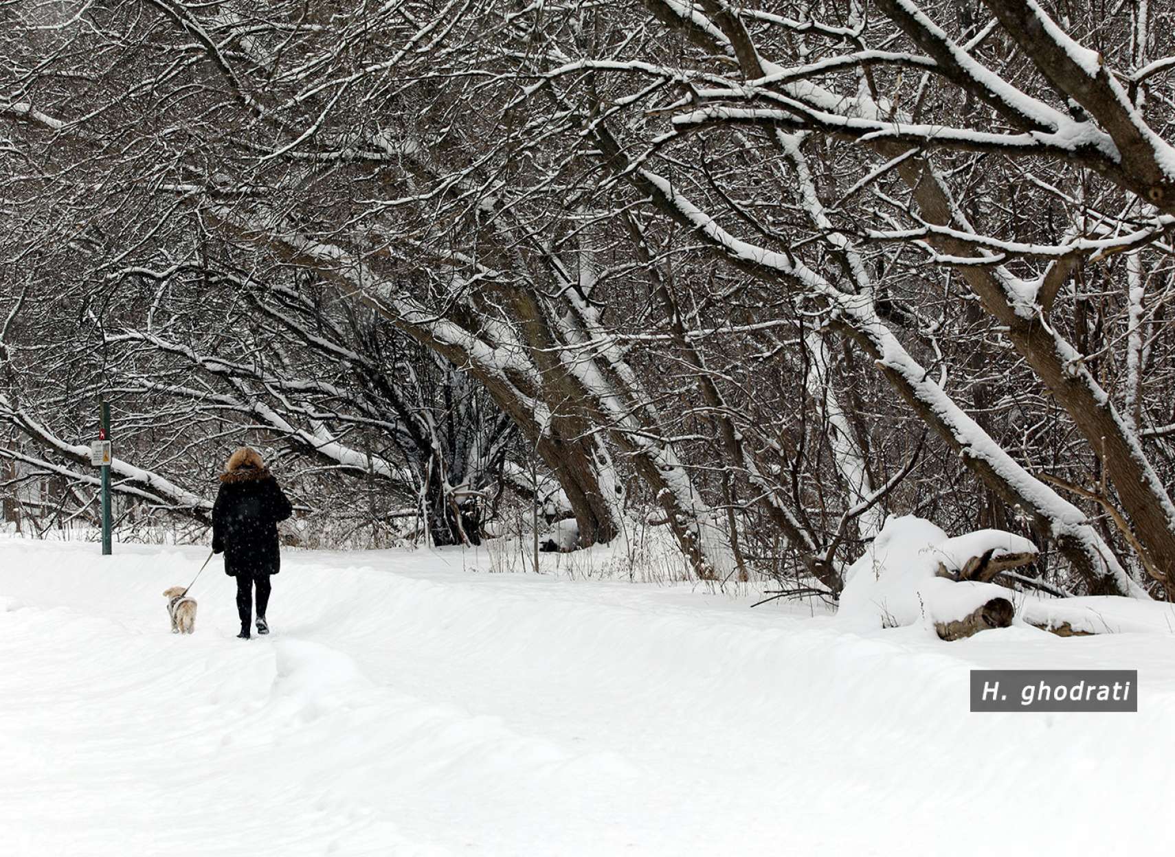 قدم زدن با سگ در سرما