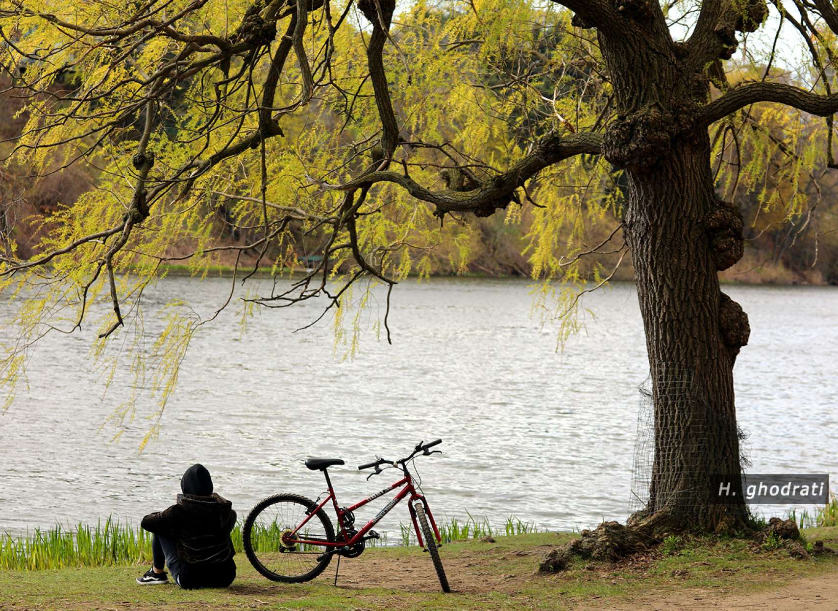 آب، درخت، دوچرخه، نشسته، بهار