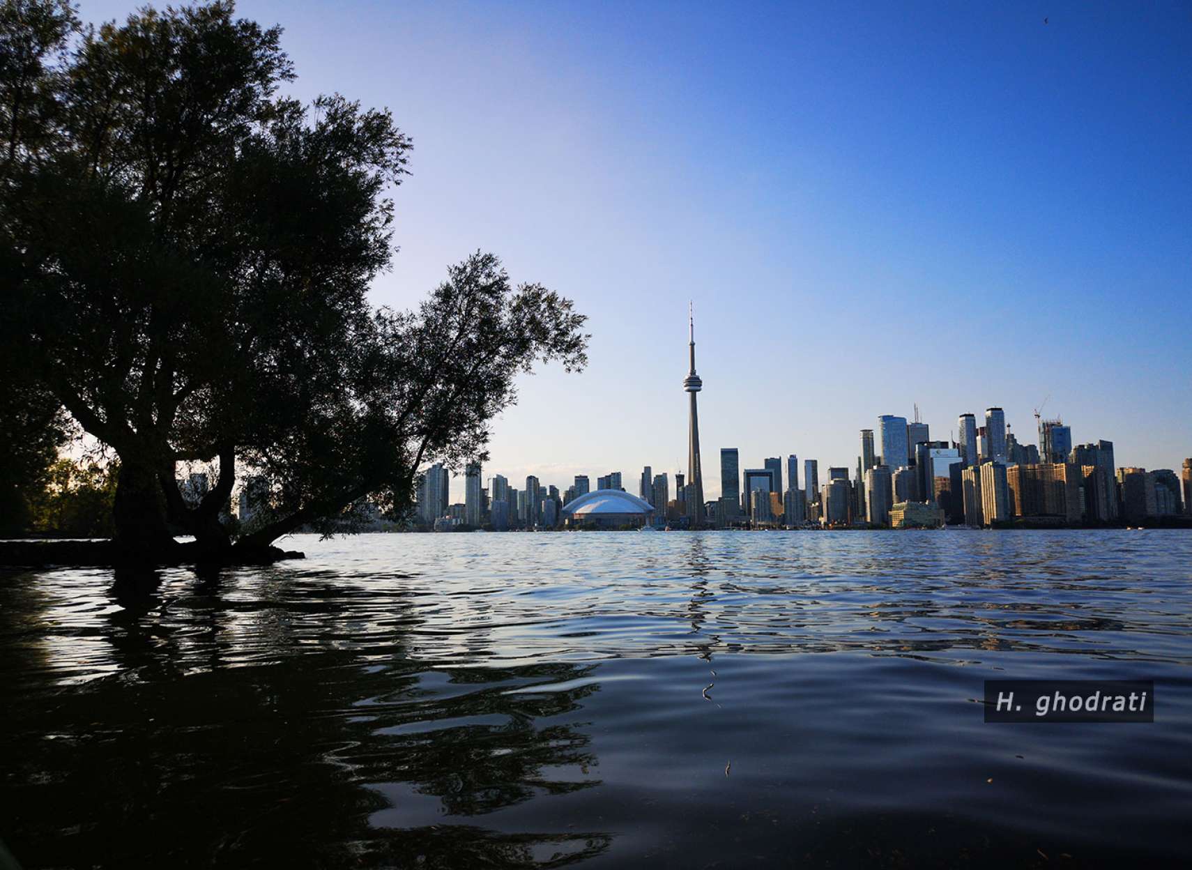 تورنتوی آبی آبی