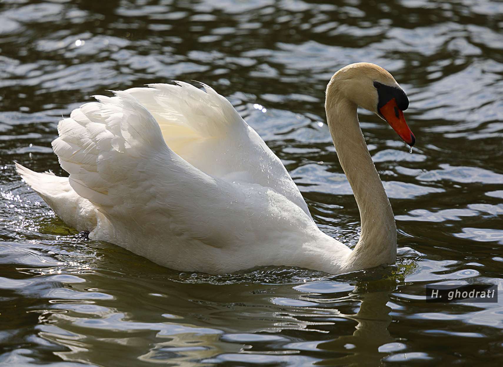 یک قوی آب‌باز