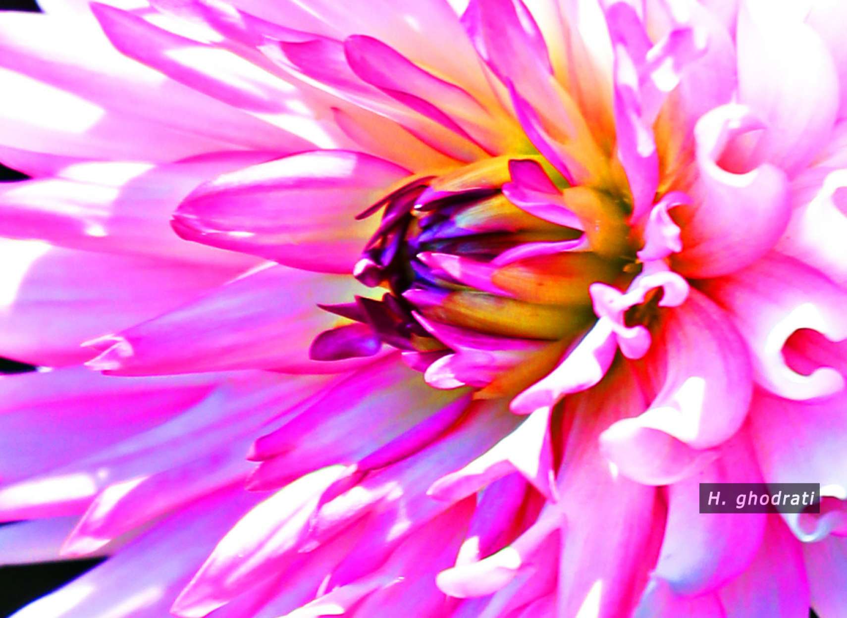 امواج شکفتن