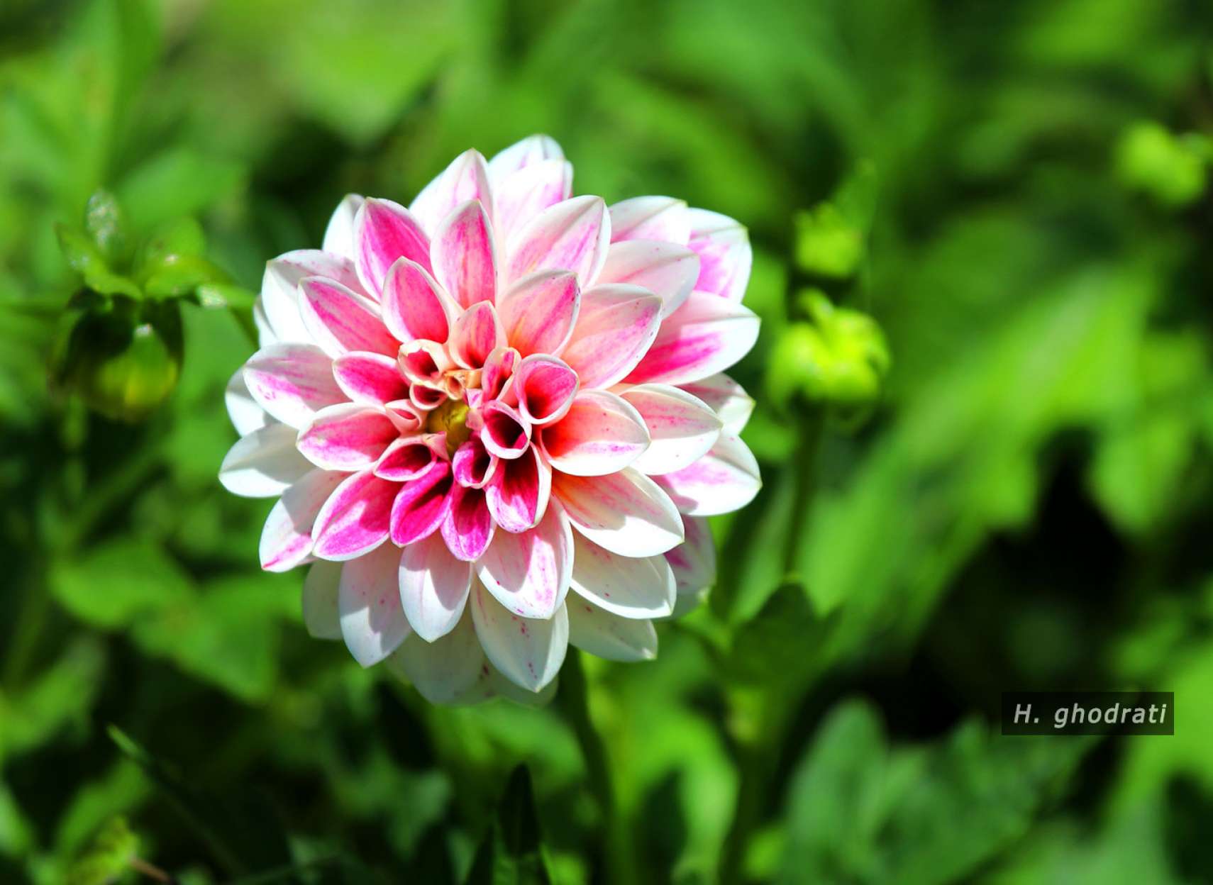 گل سفید ۷۷ پر