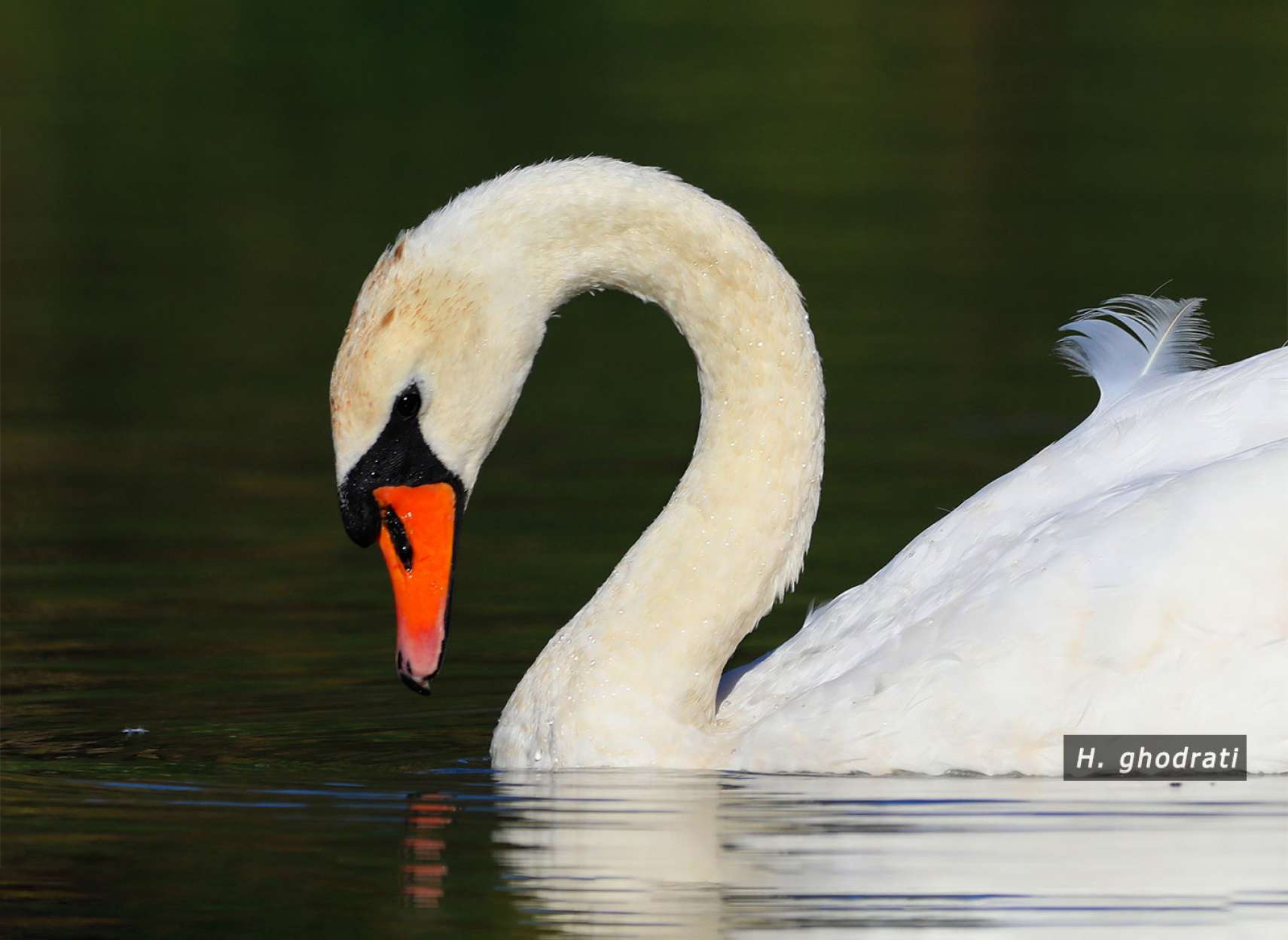 ورود قوی سفید