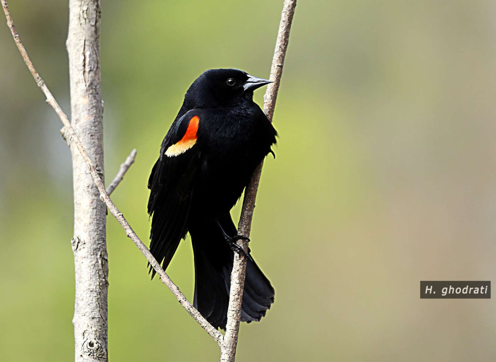 رنگ بالهایش