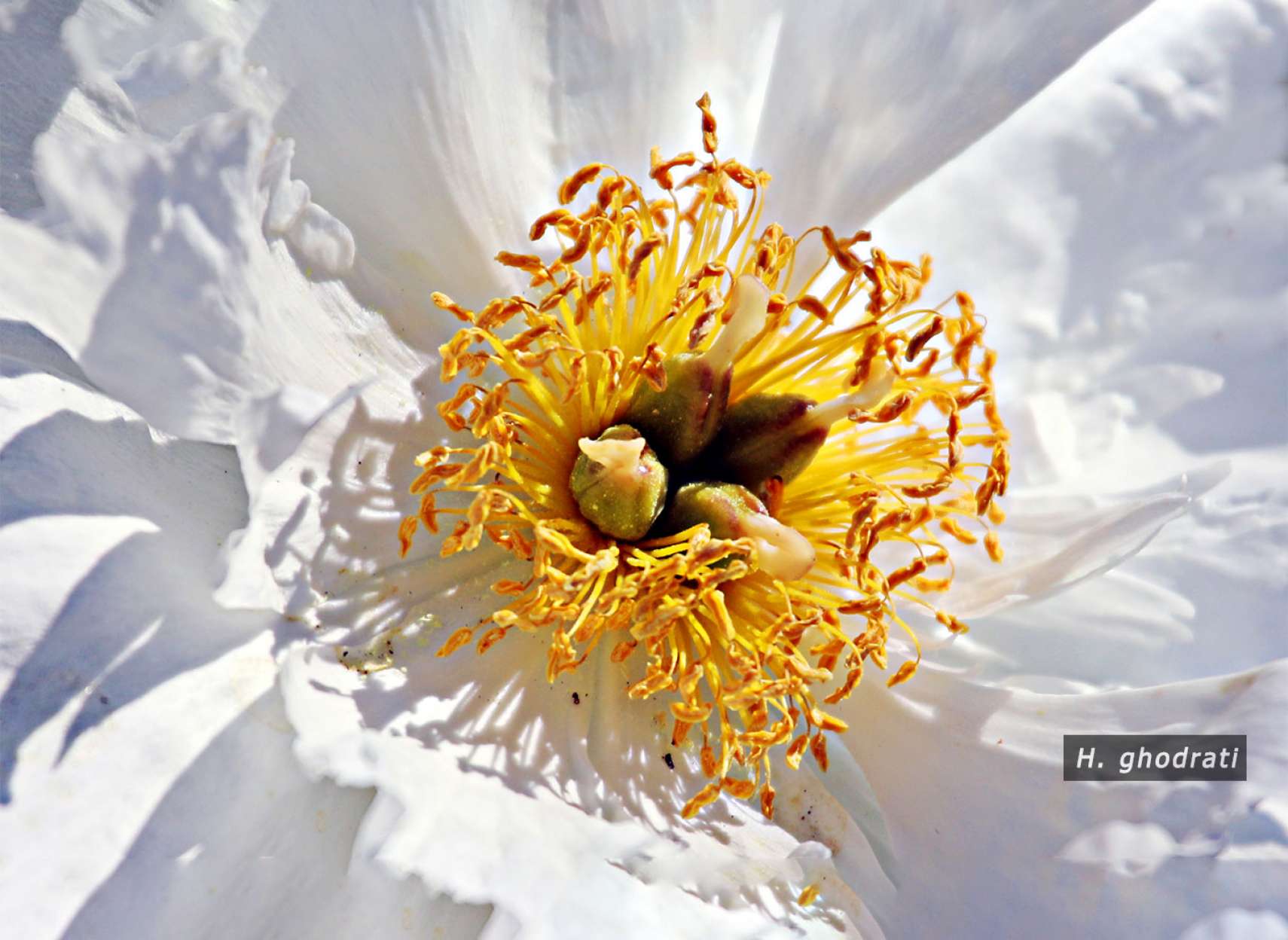 زردی مرکز گل