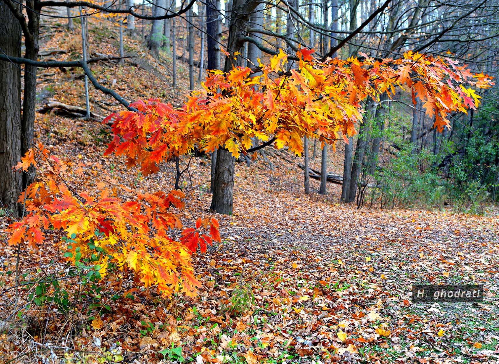 زرد، نارنجی، قرمز